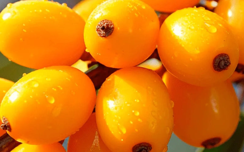 sea buckthorn